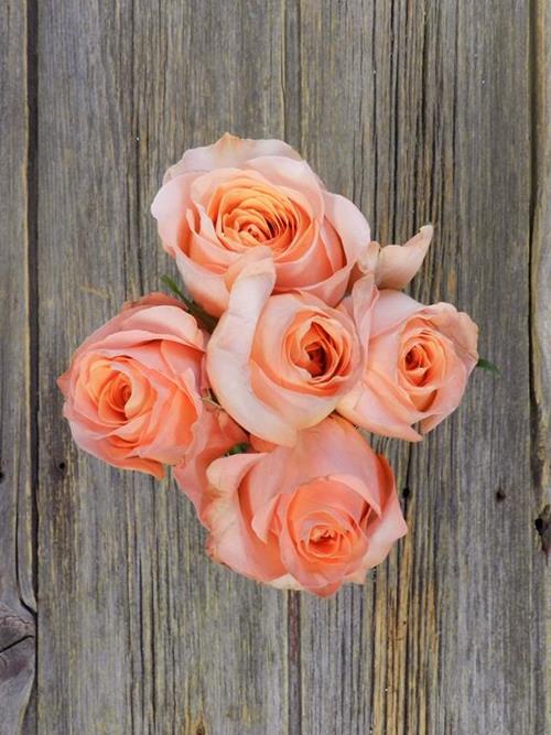 Wholesale Coral Reef Coral Roses Delivered Online FlowerFarm